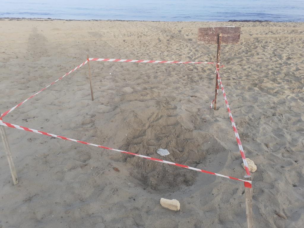 Petrosino, due nuove nidificazioni di tartaruga sulla spiaggia