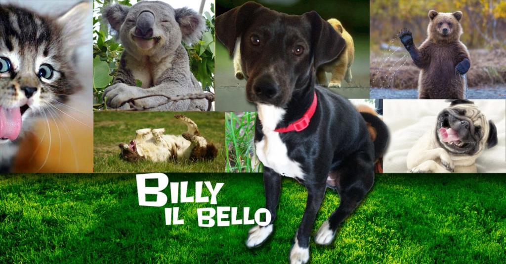 Cani sul letto: Sì o No? (VIDEO)